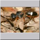 Harpactus lunatus - Grabwespe w02b - OS-Hollage Lehmkuhle.jpg